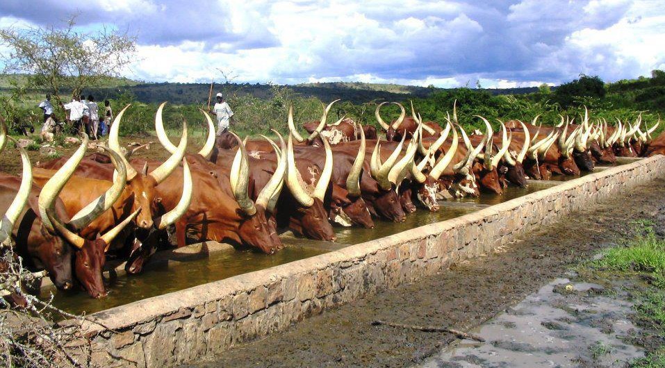 Ankole cows drinking in a trough in a line, Uganda safari