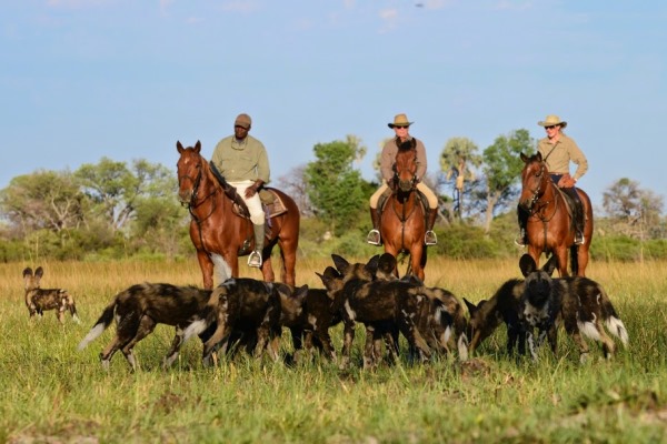 African Horseback Safaris (2) three riders with wild dog 600 400