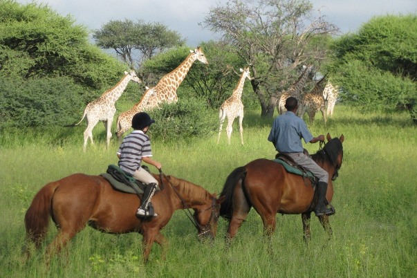 Ride and Walk Botswana (2) child and guide walking besides herd of giraffe 600 400