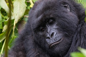 Silverback gorilla close up of face, Image credit C.Culbert Wilderness Safaris
