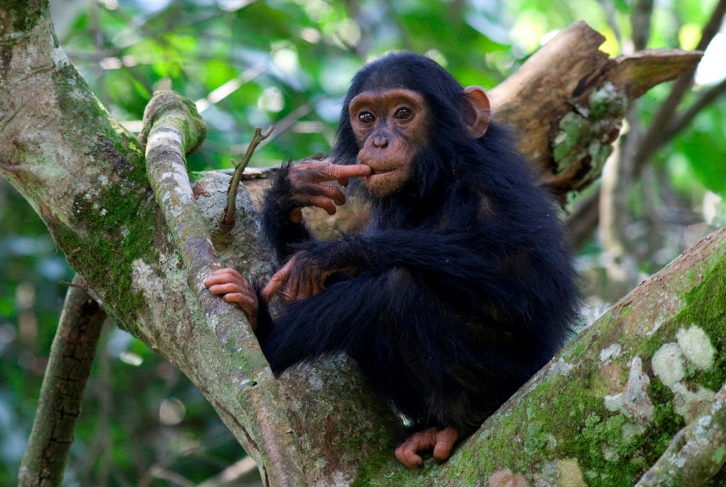Young chimp, at Kybura Gorge, Rwanda. Image credit Volcanoes Safaris