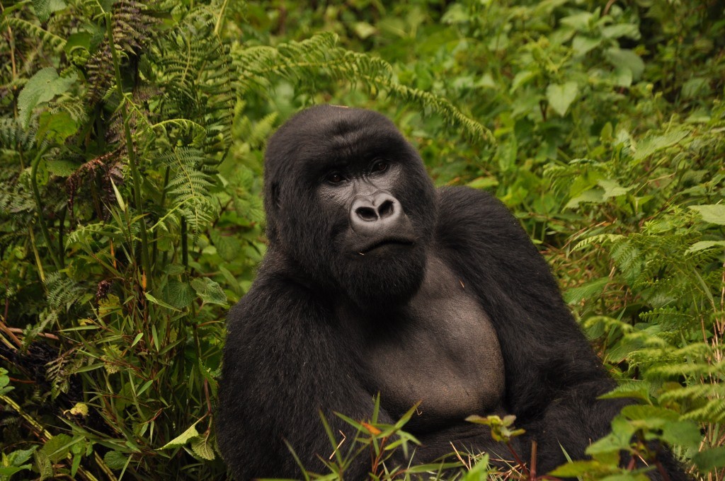 Male Silverback Gorilla in the undergrowth in the Volcans National Park. Image credit Virunga lodge african safari highlights