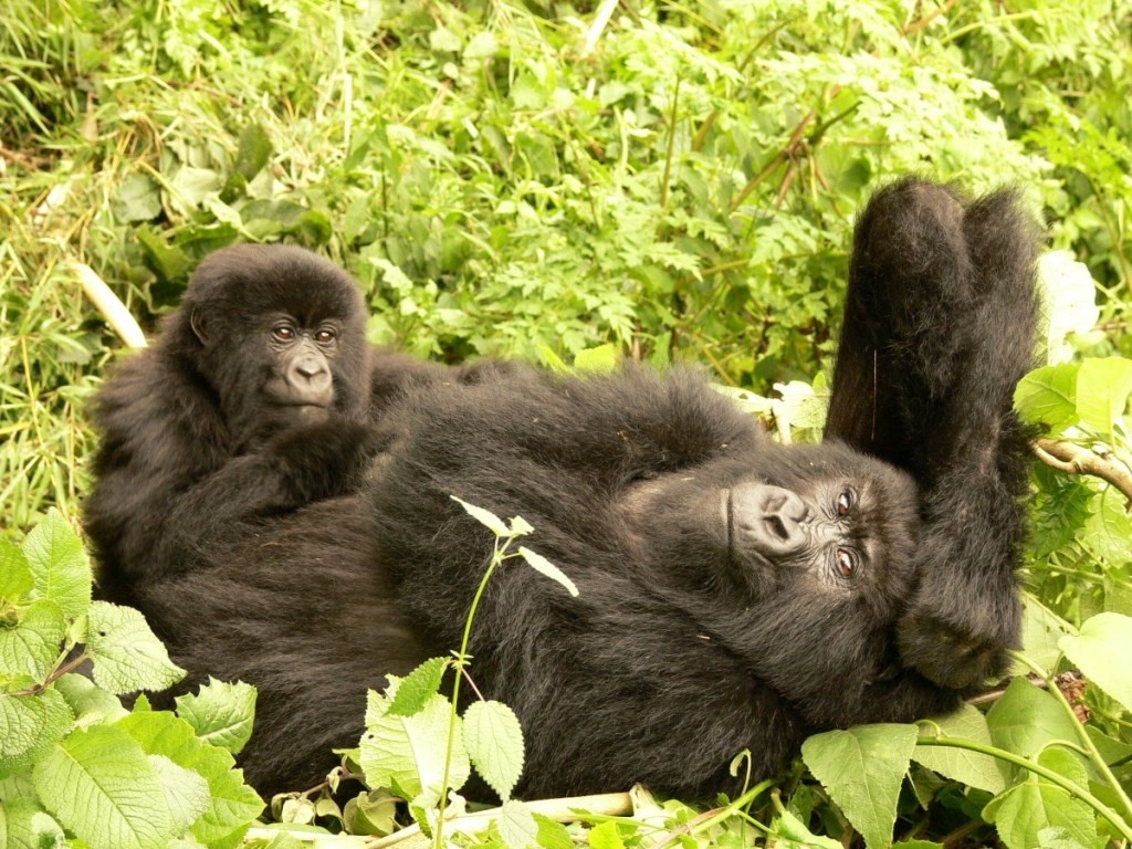 Relaxing mountain gorillas, mother and baby in undergrowth, gorilla tracking Rwanda