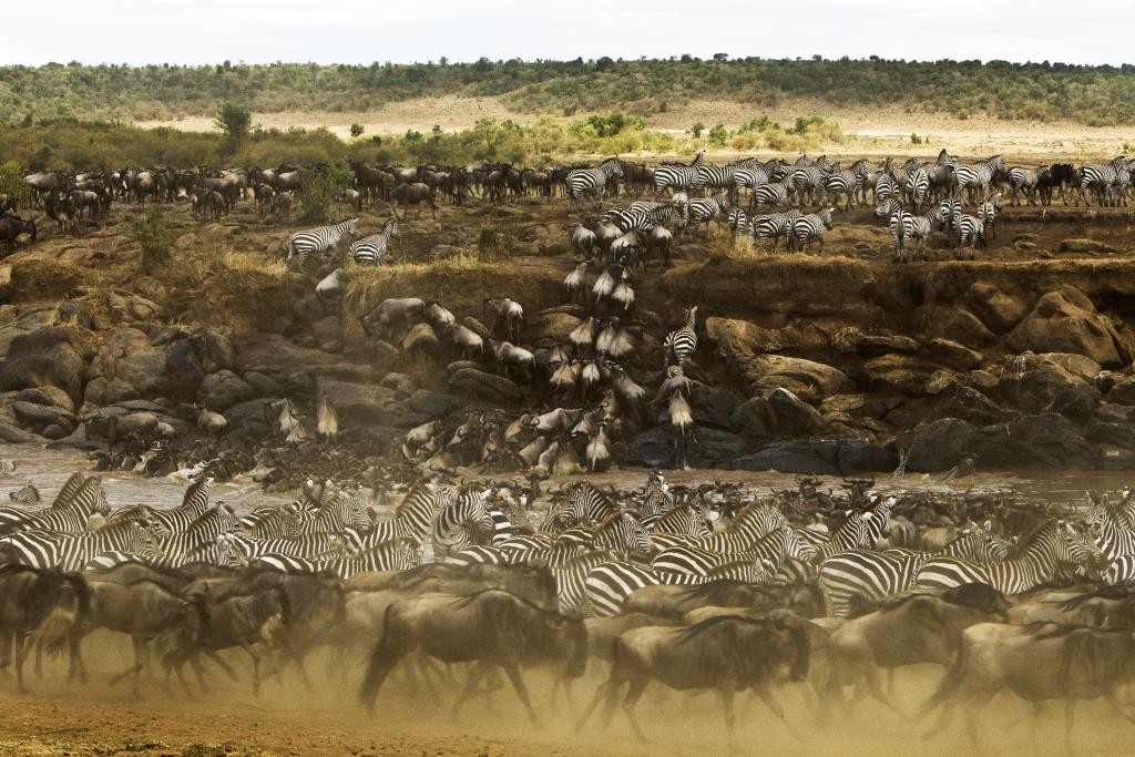 The wildebeest migration in full swing on a rive crossing, Masai Mara. Image Mara Toto, credit Beverly Joubert
