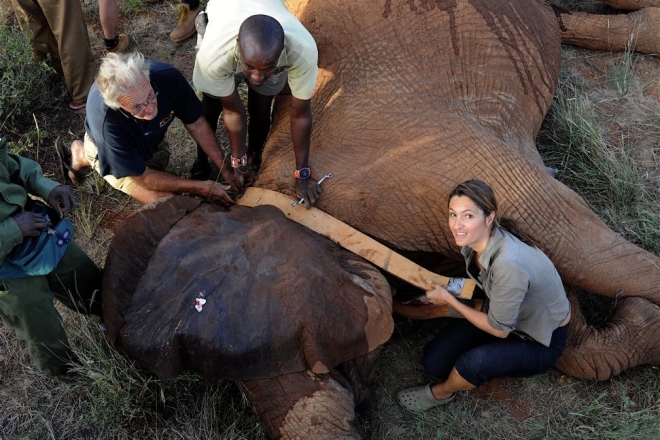 Iain, researcher and Saba with an elephant image credit Elephant Watch Camp elephant safari