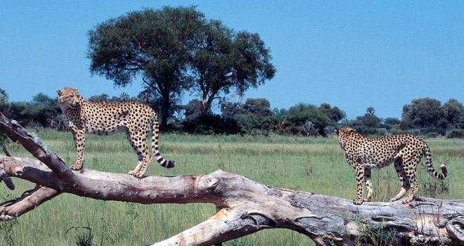 Cheetahs on a log at Little Vumbura Okavango island camp, Botswana