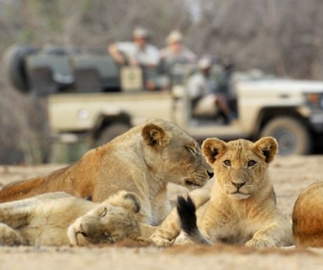 Zambia Safari Lions