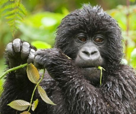 Gorilla tracking in Rwanda with Volcanoes Safaris