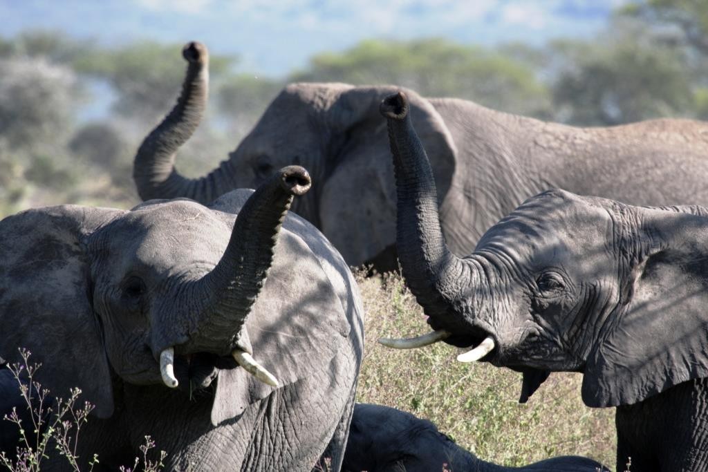 Elephants trunks, Lemala Ewanjan, Serengeti Tanzania