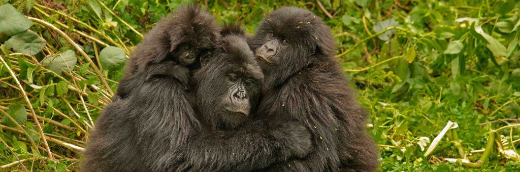 Gorillas group hug, Image credit: Volcanoes Safaris