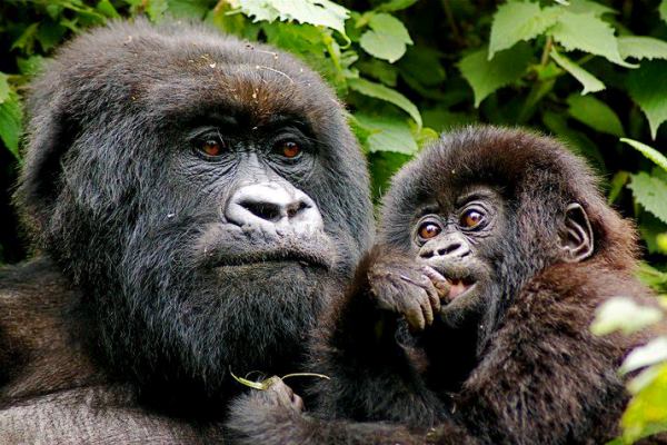 Rwanda Volcanoes Gorilla Mother and Baby