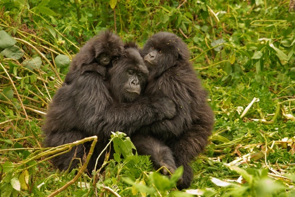 Gorilla group hug, image credit: Volcanoes Safaris, Rwanda