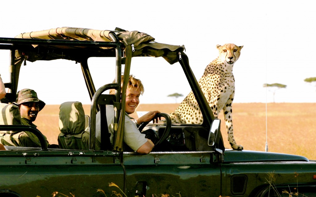 Cheetah's like warming their bodies on a bonnet, Richard's River Camp, Masai Mara, Kenya image credit The Safari and Conservation Company