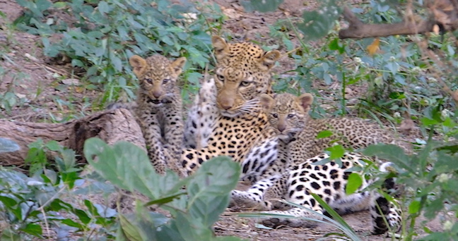 Chiawa Camp & Old Mondoro Zambia Wildlife - leopard cubs