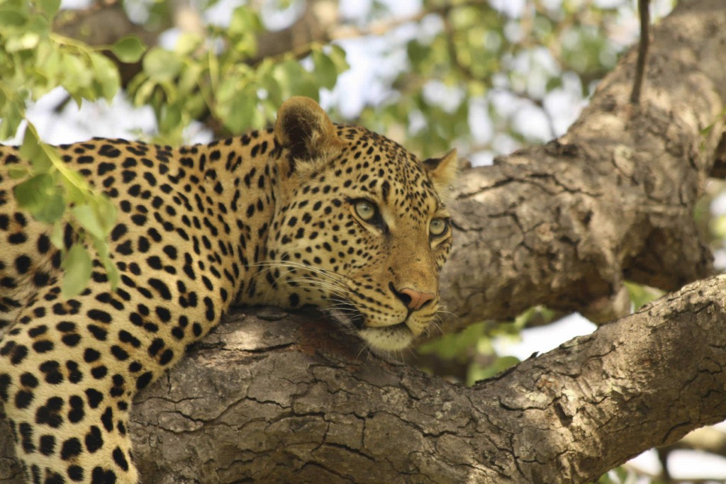 Leopard at Phinda Vlei Lodge, KwaZuluNatal