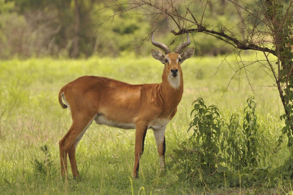 Kob, Semliki National Park Uganda safari