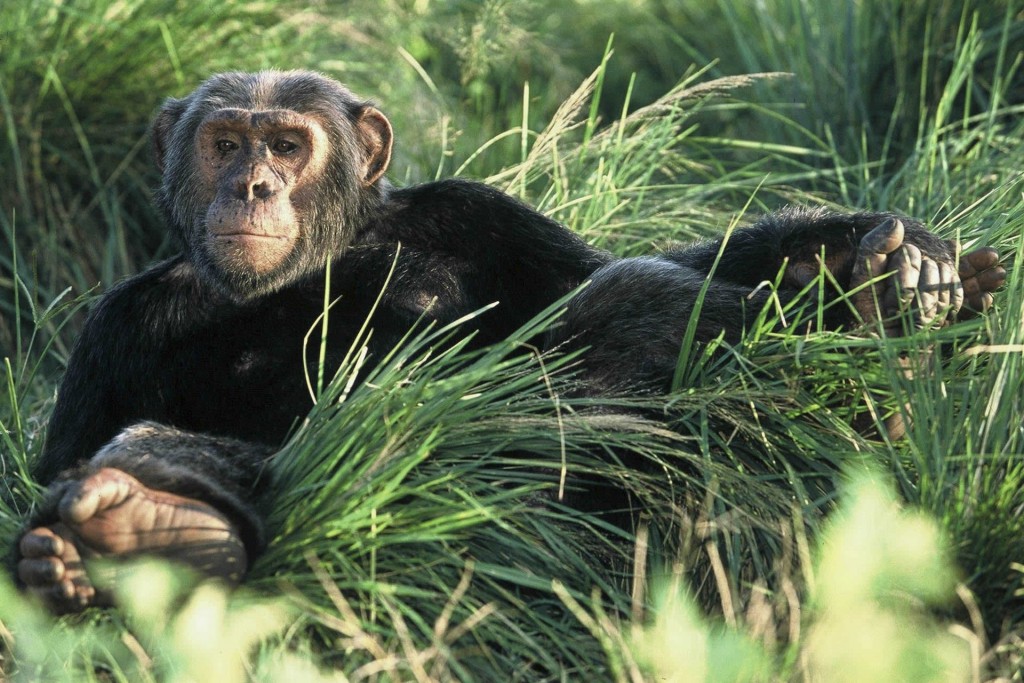 Chimpanzee, Ngamba Island, Kibale National Park Uganda safari