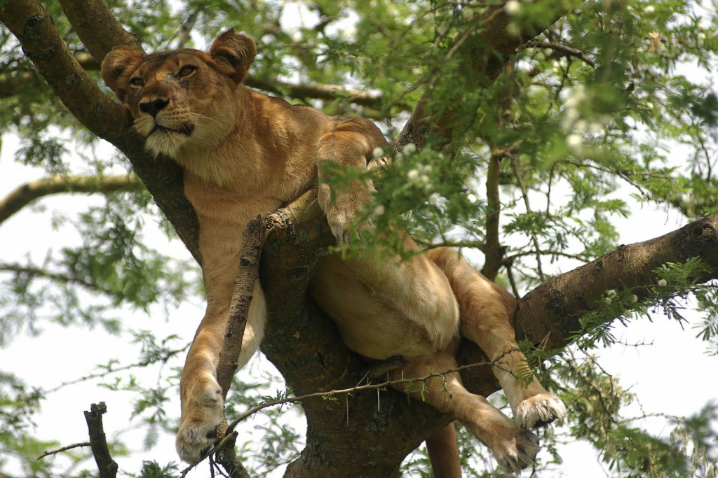 Ishaha Tree Climbing Lion, Queen Elizabeth National Park Uganda safari