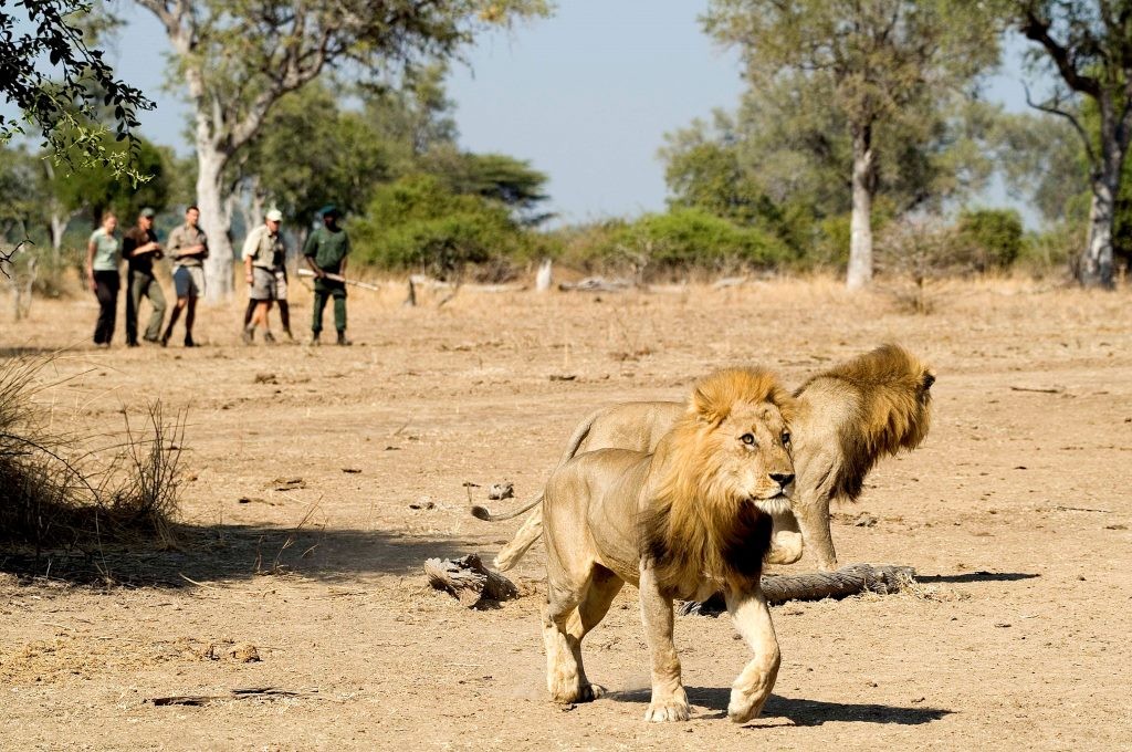 Walking safari with lions, Image credit Robin Pope Safaris
