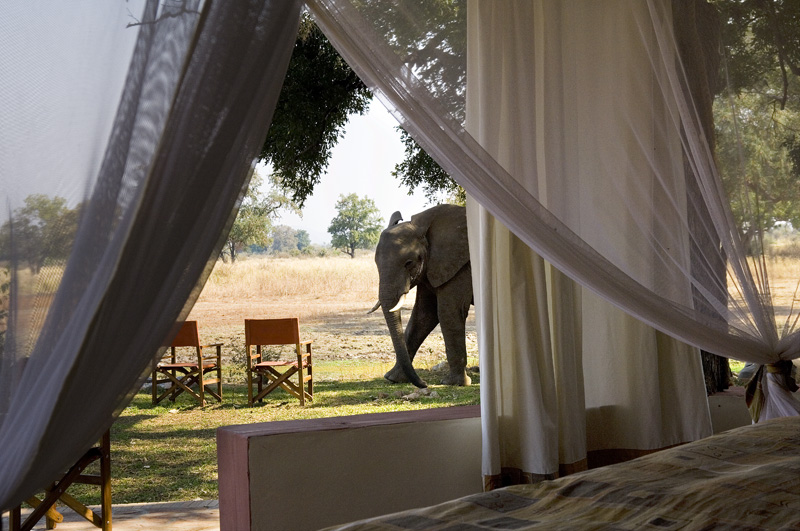 elephant-bedroom-view-Zambia