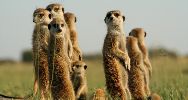 Camp Kalahari Meerkats botswana