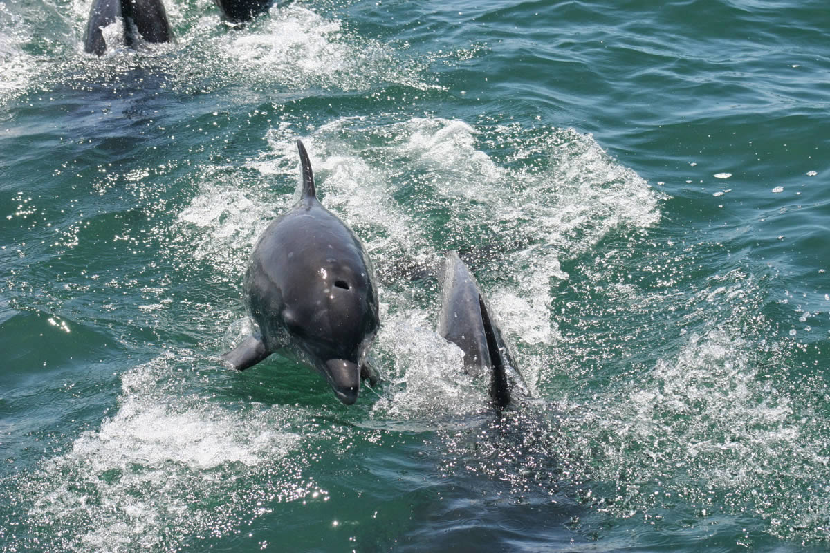 grootbos-dolphin