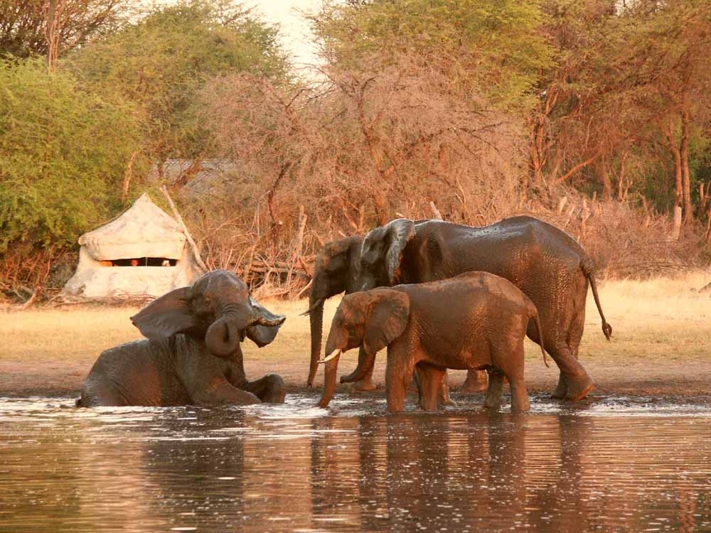 Hide-pic-1-Eles-in-from-of-the-Underground-Hide-Hwange-Zimbabwe