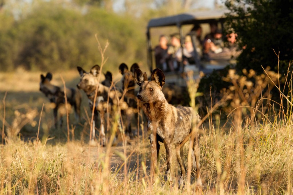 Wild dogs Letaka Safaris