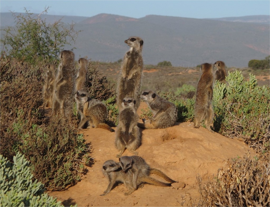 Meerkat-South-Africa-1024x787