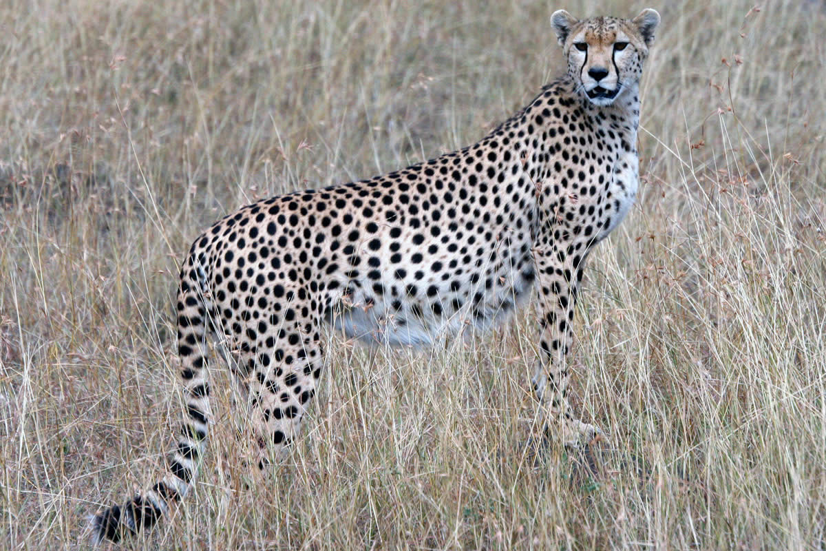 Offbeat-Mara-Cheetah