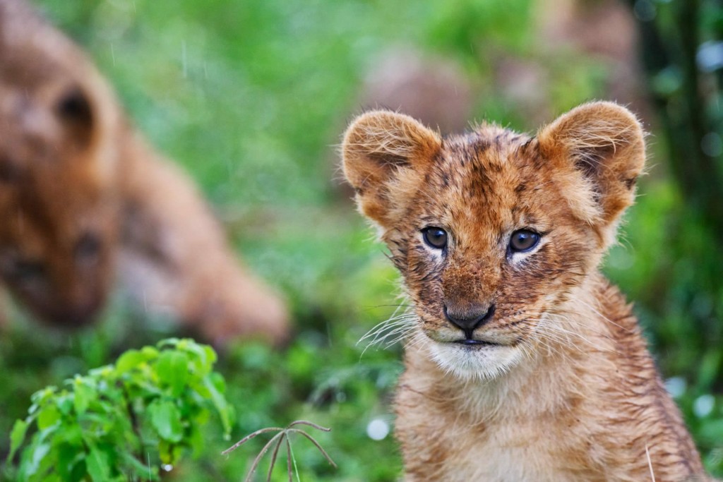 Lion cub, Rekero Camp, Masai Mara Kenyan family safari