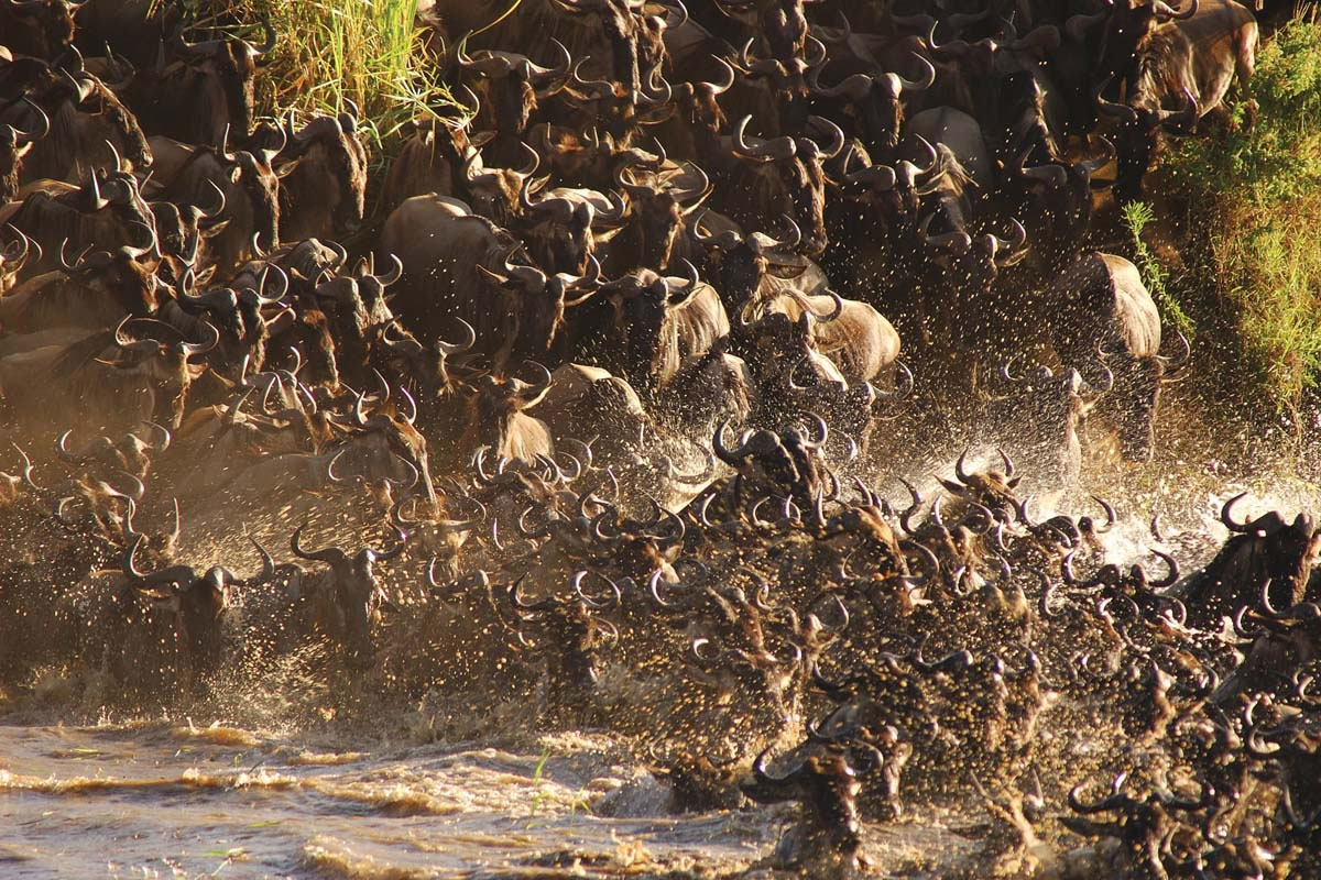 Sayari-wildebeest-crossing