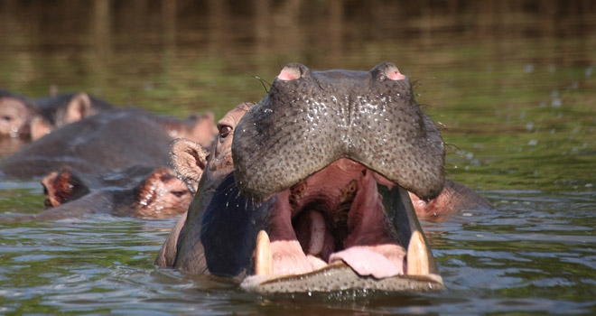 Hippo at Lake Mburo, Uganda safari