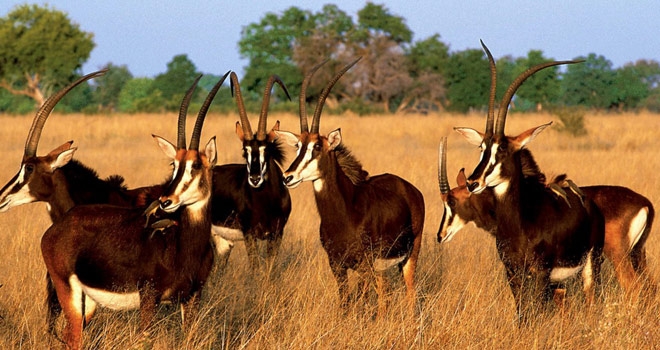 Sable antelope, Vumbura Plains