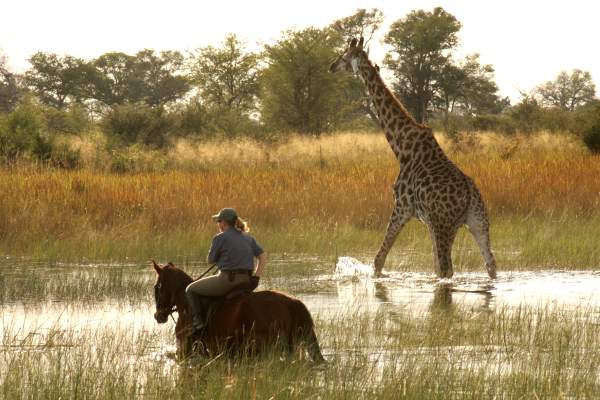 Barney Bestelink riding with a giraffe in the Okavango