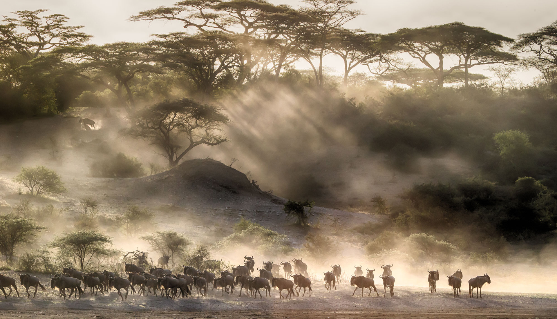 Atmospheric photography of wildebeest at Kleins Camp, Tanzania