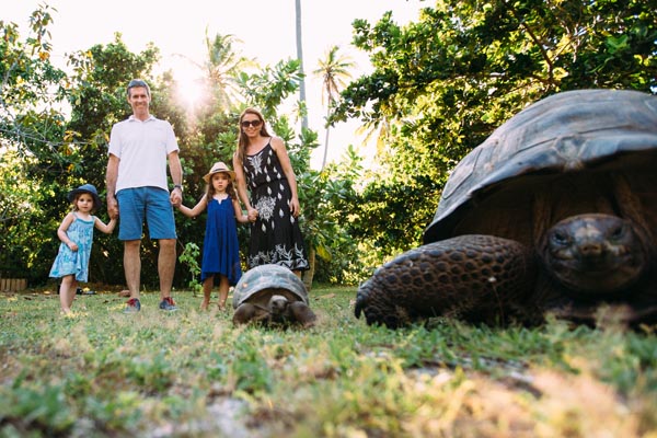 North Island, Seychelles, giant tortoise