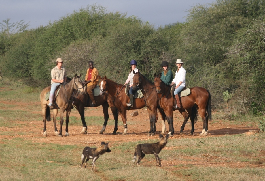 Sosian_Kenya_WildDogs-and-Horses-1-Small
