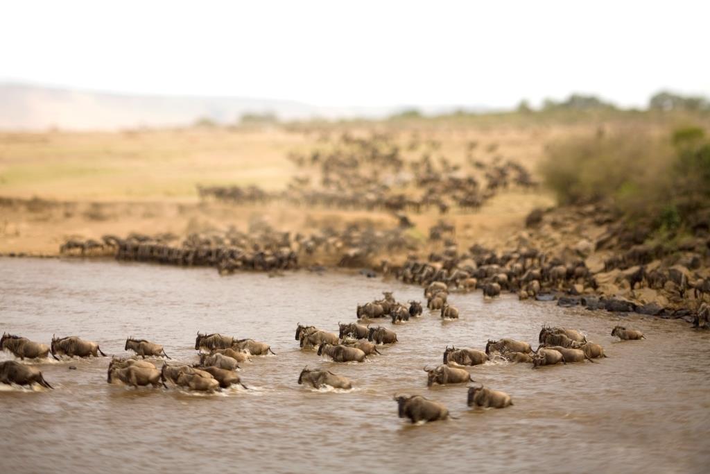 Wildebeest gathering at the river, Kleins Camp, Serengeti, Tanzania