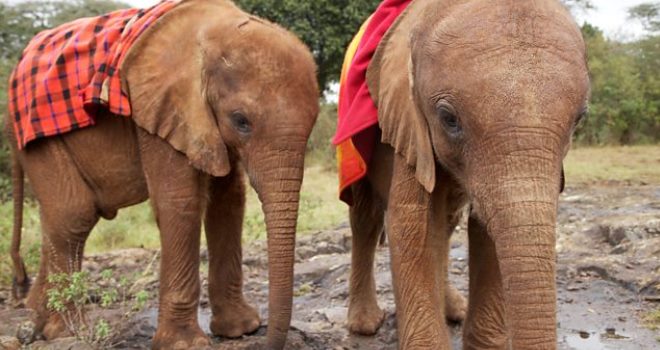 Two orphaned elephants looked after by the David Sheldrick Wildlife Trust, Nairobi, Kenya