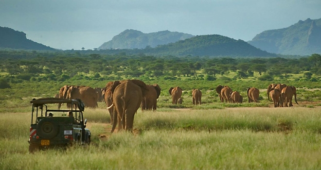 Elephant herd on a wildlife drive from Elephant Watch Camp