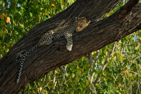 Zarafa leopard