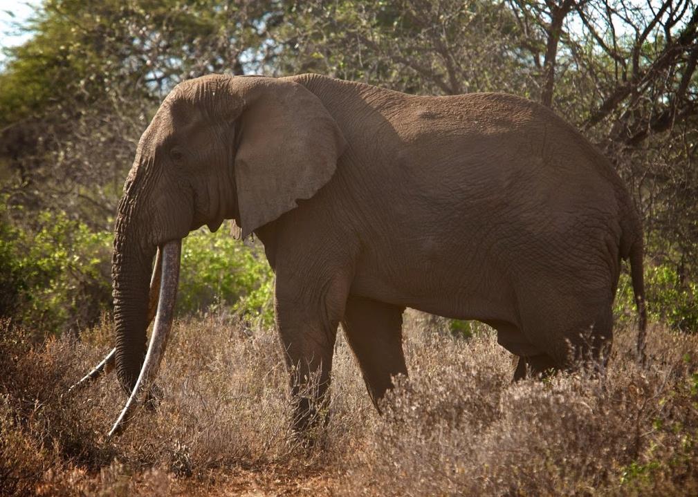 CampiyaKanzi_ChyuluHills_Kenya_elephant_big_tusks