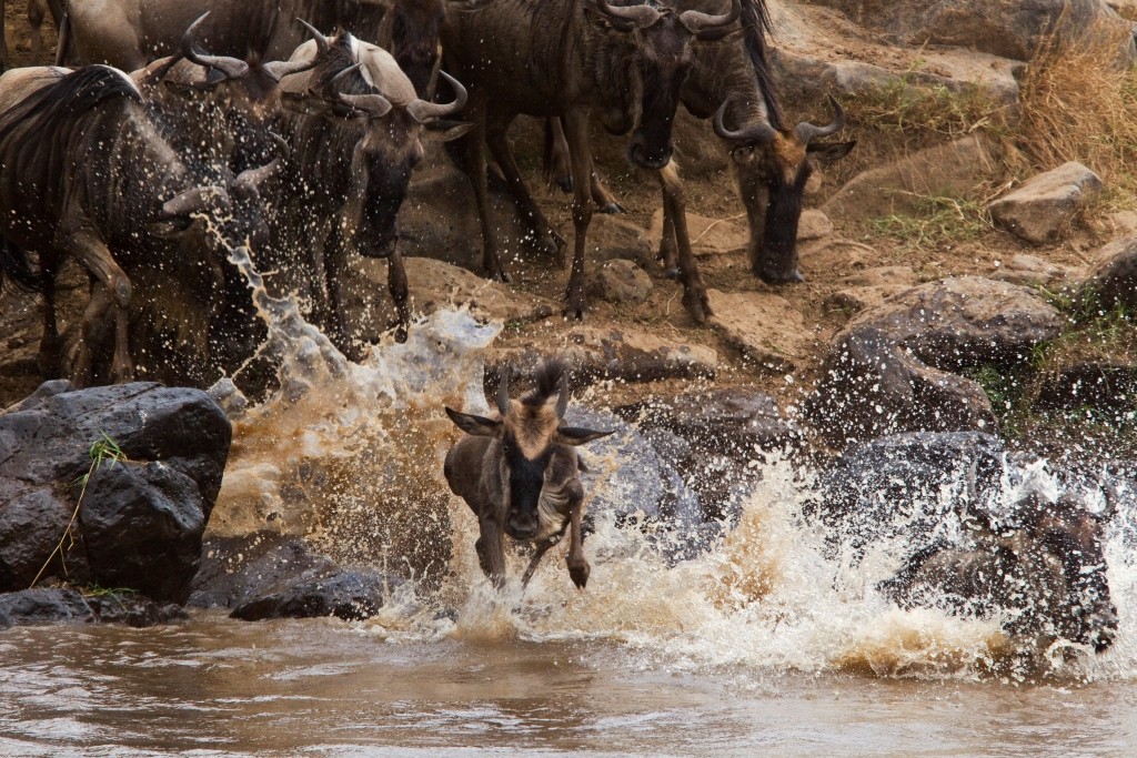 _Copyright_Beverly_Joubert_Mara_Plains_Camp_wildebeest_crossing_Kenya