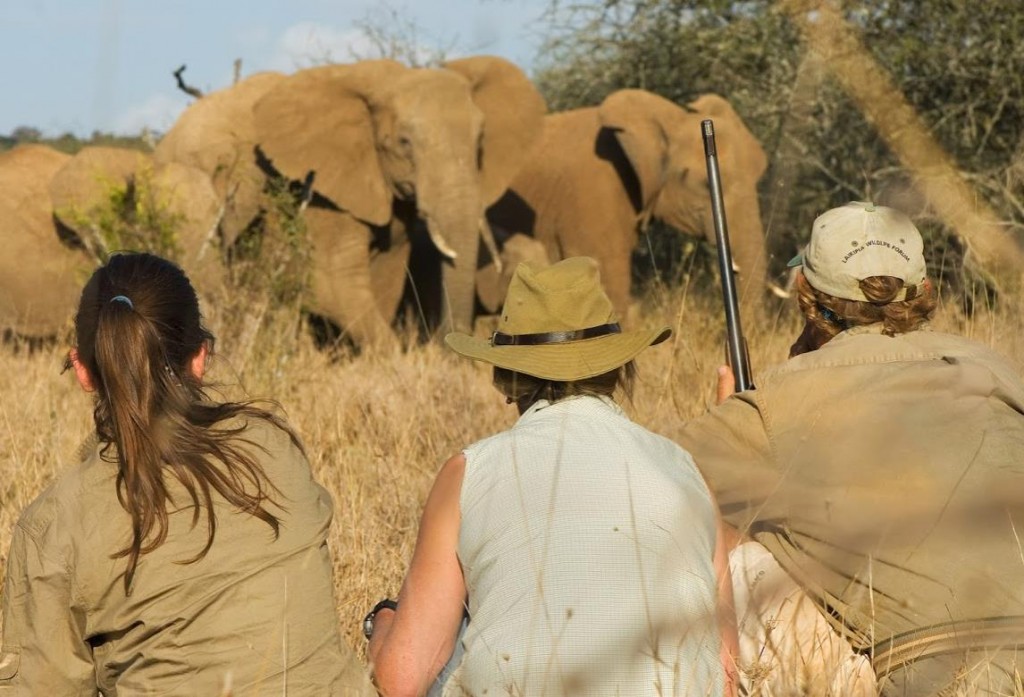 Sosian_guests_walking_safari_elephants_Laikipia_Kenya