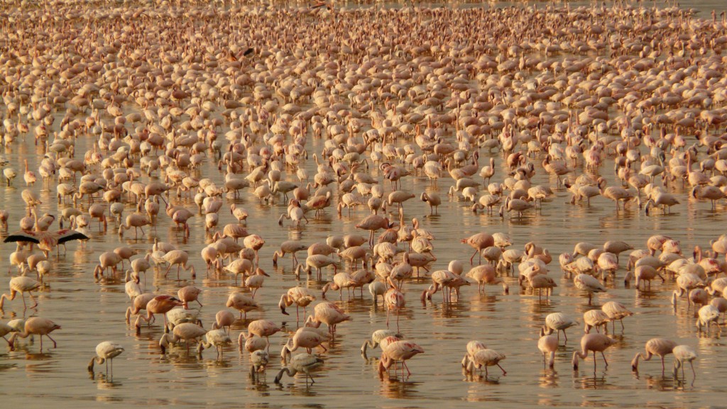 The Safari and Conservation Company - Samatian flamingos Kenya