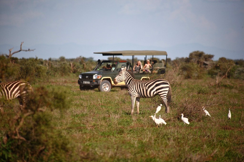 Tortilis Camp - Game Drive - Zebra Amboseli Kenya