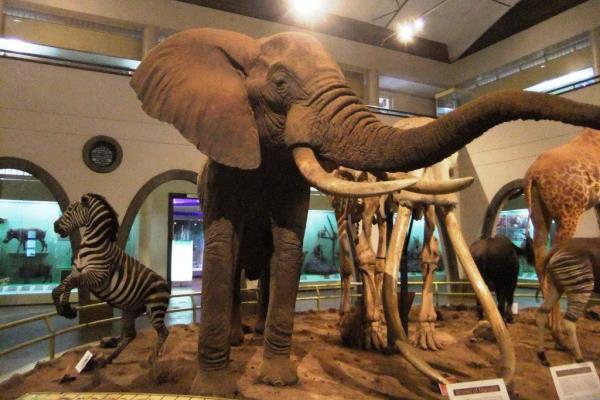 national museums of Kenya