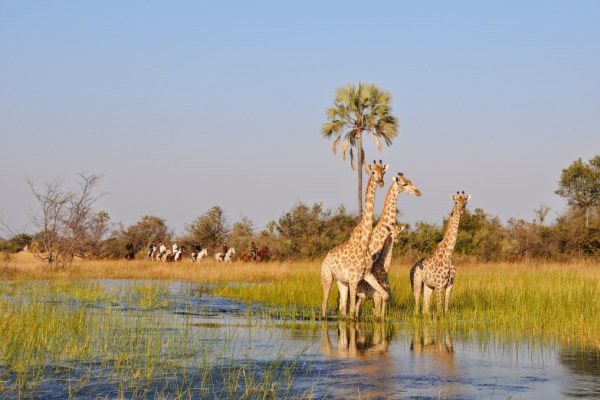 Riding safari viewing giraffe, Africa Horseback Safaris, Okavango Delta