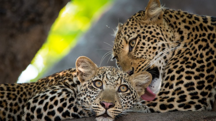 Zambia leopard licking her cub © Tena Tena